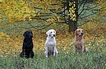 Ecco, Enya und Eloy vom Keien Fenn beim WT-Finale 2006