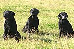 Immer noch gut drauf: Zita vom Keien Fenn (11 Jahre), Wind in the Willows Ayla (12 Jahre) und Wanda vom Keien Fenn (14 Jahre)