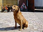 Labrador Retriever von Alan Warwick