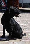 Labrador Retriever von Alan Warwick