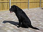 Labrador Retriever von Alan Warwick