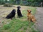 Tonys Hunde Barney, Darius und Max