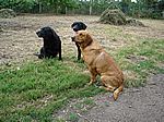 Tonys Hunde Barney, Darius und Max