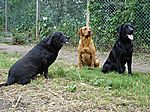 Tonys Hunde Barney, Darius und Max