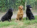 Tonys Hunde Barney, Darius und Max