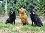 Tonys Hunde Barney, Darius und Max