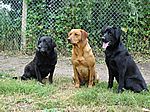 Tonys Hunde Barney, Darius und Max