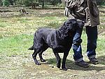 Blackharn Brewster (Barny)